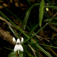 Andrographis alata (Vahl) Nees